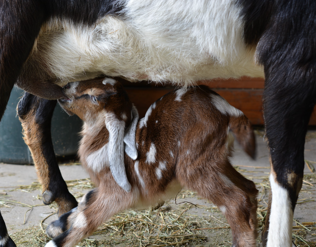 Kid Goat Drinking Milk
